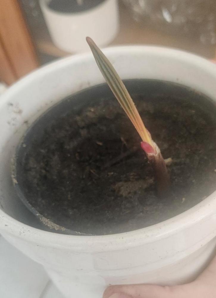 Bismarck palmpjes - zeldzame tropische palm, Tuin en Terras, Planten | Tuinplanten, Vaste plant, Overige soorten, Volle zon, Bloeit niet