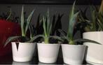 Prachtige baby’s van blauwe Agave Americana plantjes potjes, Ophalen of Verzenden, Minder dan 100 cm, In pot, Cactus
