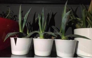 Prachtige baby’s van blauwe Agave Americana plantjes potjes beschikbaar voor biedingen