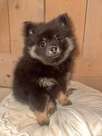 Pomeriaan pup, Dieren en Toebehoren, Overige rassen, 8 tot 15 weken, Teef, Meerdere