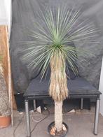 Yucca linearifolia ssp. Galeana 56, 190 cm, stam 130 cm, Ophalen, Overige soorten, Volle zon
