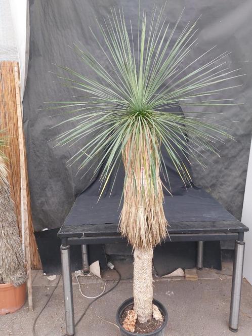 Yucca linearifolia ssp. Galeana 56, 190 cm, stam 130 cm, Tuin en Terras, Planten | Tuinplanten, Overige soorten, Volle zon, Ophalen