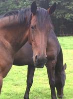 recreatiepaard weidemaatje merrie, Dieren en Toebehoren, Ophalen of Verzenden, Gebruikt