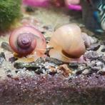 Mystery snails / appelslakken aquarium, Vis