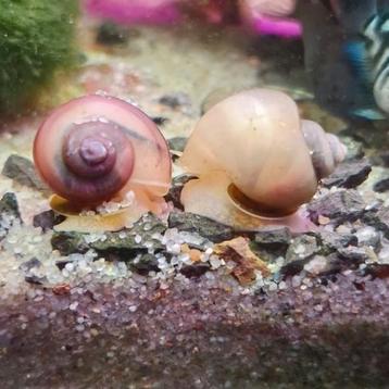 Mystery snails / appelslakken beschikbaar voor biedingen