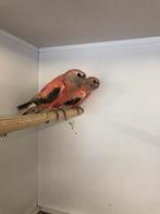 Bourkeparkieten, Meerdere dieren, Parkiet
