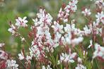 Gaura lindheimeri prachtkaars tuinplanten, Ophalen of Verzenden, Overige soorten, Halfschaduw
