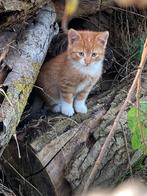 Kittens / jonge poesjes, Dieren en Toebehoren, Kater, Kortharig, 0 tot 2 jaar