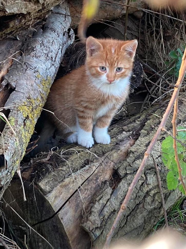 Kittens / jonge poesjes, Dieren en Toebehoren, Katten en Kittens | Overige Katten, Kortharig, Kater, 0 tot 2 jaar