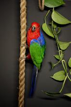 Groenvleugel Koningsparkiet taxidermie opgezette vogel, Ophalen of Verzenden, Zo goed als nieuw, Vogel, Opgezet dier
