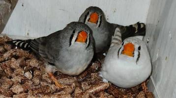 Nog een paar prachtige zebravinken te koop! (Broedrijp) beschikbaar voor biedingen