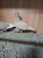 Mooi koppel gele kleur postduiven, Dieren en Toebehoren, Vogels | Duiven, Meerdere dieren, Postduif