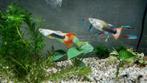 7 x guppen (man - vrouw), Dieren en Toebehoren, Vissen | Aquariumvissen, Vis, Zoetwatervis