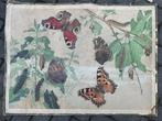 Vlinders, Antiek en Kunst, Antiek | Schoolplaten, Ophalen of Verzenden, Natuur en Biologie