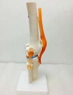 Knie Gewricht Menselijk Anatomie Model / School Bot Been, Diversen, Verzenden, Nieuw