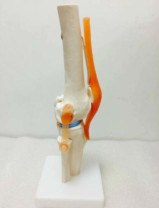 Knie Gewricht Menselijk Anatomie Model / School Bot Been, Diversen, Schoolbenodigdheden, Nieuw, Verzenden