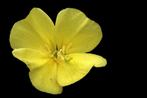 Bio zaden Middelste teunisbloem - Oenothera biennis | Inheem, Verzenden, Voorjaar, Volle zon, Zaad