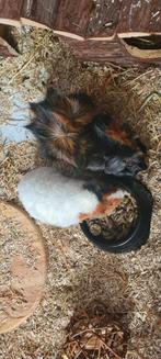 Gecastreerd beertje en zeugje uit opvang, Meerdere dieren, Cavia, Na 1 juli 2024