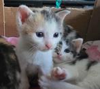 Prachtige lapjes kittens, Dieren en Toebehoren, Katten en Kittens | Overige Katten