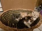 Jonge kittens, Dieren en Toebehoren, Katten en Kittens | Overige Katten