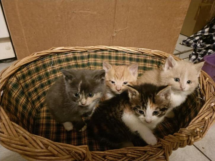 Jonge kittens, Dieren en Toebehoren, Katten en Kittens | Overige Katten