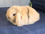 Lieve minilop x nhd rammetje, Dieren en Toebehoren, Konijnen, Mannelijk, Dwerg