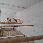 8 harlekijn kanaries, Meerdere dieren, Kleurkanarie