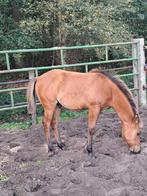 quarter horse hengstveulens, Dieren en Toebehoren, Paarden, Minder dan 160 cm, 0 tot 2 jaar, Onbeleerd, Meerdere dieren