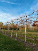 Tilia 'Pallida' ️🌿❗️voor geleide Leilinde️🌿❗️, Tuin en Terras, Planten | Bomen, Ophalen, Volle zon, Overige soorten