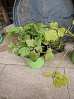 Nagelkruid, Tuin en Terras, Ophalen, Volle zon, Overige soorten, Minder dan 100 cm