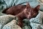 Lieve en mooie grijze poes, gesteriliseerde 16 mnd., Dieren en Toebehoren, Katten en Kittens | Raskatten | Korthaar, Poes, 0 tot 2 jaar