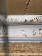 Diverse rijst vogels, Meerdere dieren