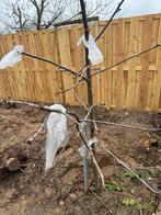 Jonge Kersenboom te koop, Tuin en Terras, Planten | Bomen, Overige soorten, Lente, 100 tot 250 cm, Ophalen