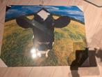 Canvas doek 60 x 80 koe, Ophalen, 50 tot 75 cm, Zo goed als nieuw, Schilderij