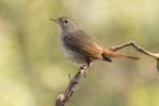 Te koop gevraagd koppel Europese Nachtegalen., Dieren en Toebehoren, Vogels | Overige Vogels, Meerdere dieren, Wildzangvogel, Geringd