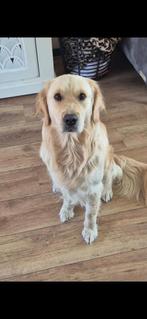 golden retriever pups, Golden retriever, Rabiës (hondsdolheid), 8 tot 15 weken, Meerdere dieren