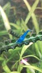 Jonge mooie Garnalen blauw!, neocaridina., Kreeft, Krab of Garnaal