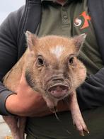 Minivarkens | Jonge biggen | Verschillende kleuren, Dieren en Toebehoren, Meerdere dieren, Varken, 0 tot 2 jaar