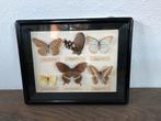 Taxidermie vlinders ingelijst 6 zes vintage, Ophalen, Zo goed als nieuw, Overige soorten, Opgezet dier