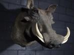 warthog wrattenzwijn zwijn africa taxidermy opgezette, Ophalen, Gebruikt, Hert, Gewei of Kop