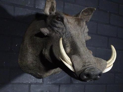 warthog wrattenzwijn zwijn africa taxidermy opgezette, Verzamelen, Dierenverzamelingen, Gebruikt, Gewei of Kop, Hert, Ophalen