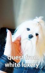 Maltezer dekreu met stamboom FCI ( niet te koop), Dieren en Toebehoren, België, Particulier, Rabiës (hondsdolheid), Reu