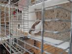 Chinese dwergkwartels, Dieren en Toebehoren, Meerdere dieren, Tropenvogel