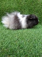 Ch teddy beer, Dieren en Toebehoren, Knaagdieren, Cavia, Mannelijk, Juli, Tam