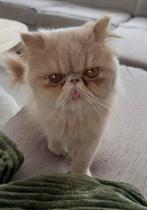 Perzische langhaar, Poes, Met stamboom, 0 tot 2 jaar