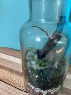 Terrarium ceropegia woodii (string hearts) en mos ecosysteem, Huis en Inrichting, Kamerplanten, Overige soorten, In pot, Minder dan 100 cm
