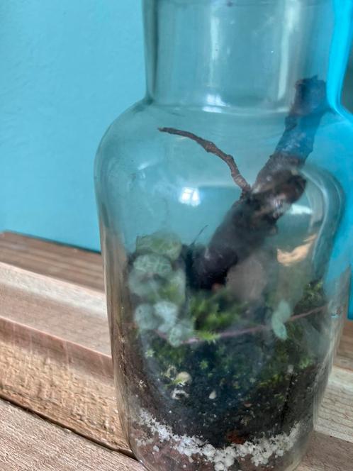 Terrarium ceropegia woodii (string hearts) en mos ecosysteem, Huis en Inrichting, Kamerplanten, Overige soorten, Minder dan 100 cm
