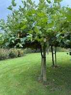 Tk twee dakplatanen, Tuin en Terras, Ophalen, Volle zon, Overige soorten, 100 tot 250 cm