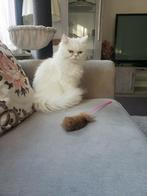 Perzische/heilige birmaan, Poes, 0 tot 2 jaar