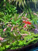 Garnalen mix, Kreeft, Krab of Garnaal